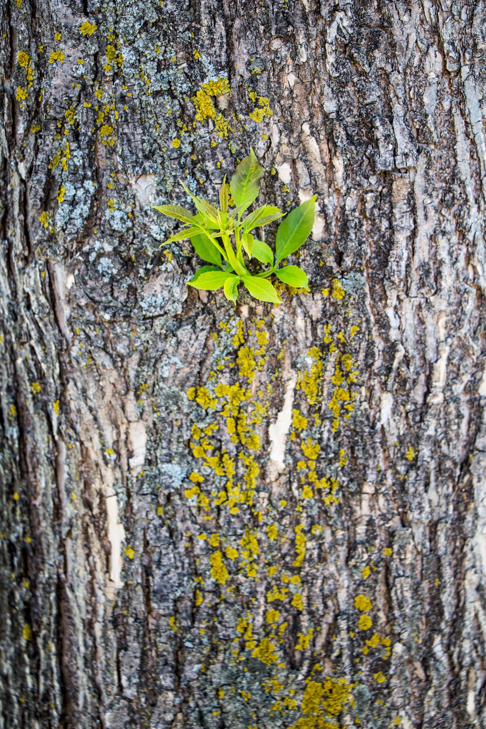 Canon EOS 700D (EOS Rebel T5i / EOS Kiss X7i) sample photo. Tree, bark, moss photography