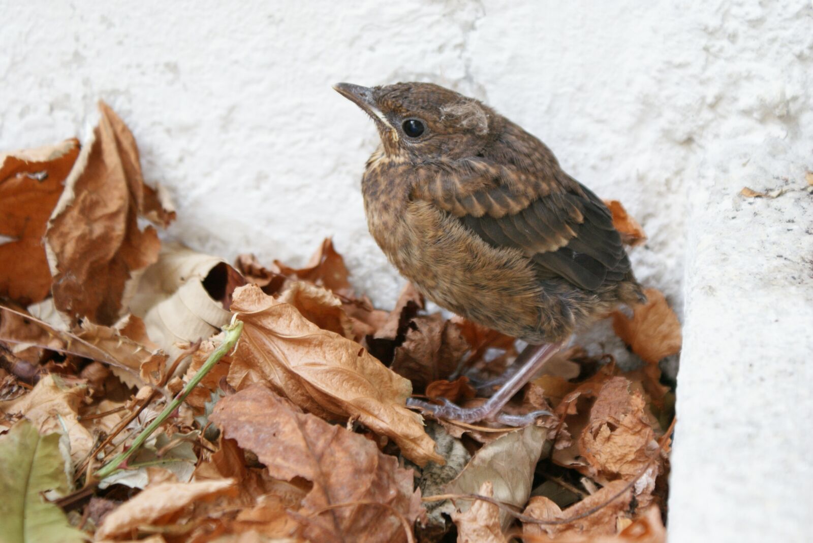 Sony Alpha DSLR-A300 sample photo. Blackbird, blackbird child, bird photography