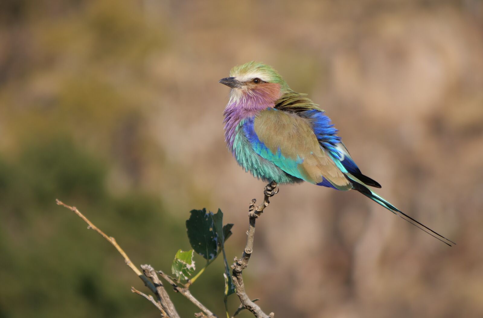 Panasonic Lumix DC-G9 sample photo. Forked roller, okavango delta photography
