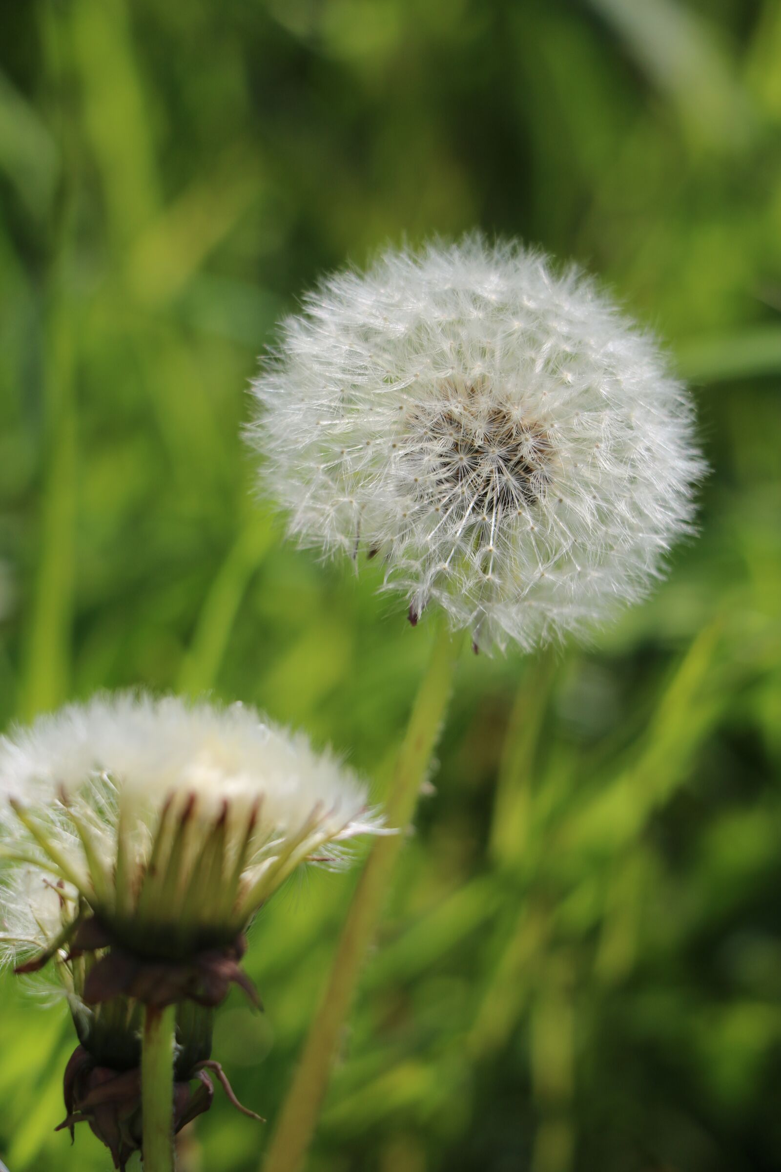 Canon EOS 760D (EOS Rebel T6s / EOS 8000D) + Canon EF-S 18-135mm F3.5-5.6 IS STM sample photo. Dandelion, wild herbs, close photography