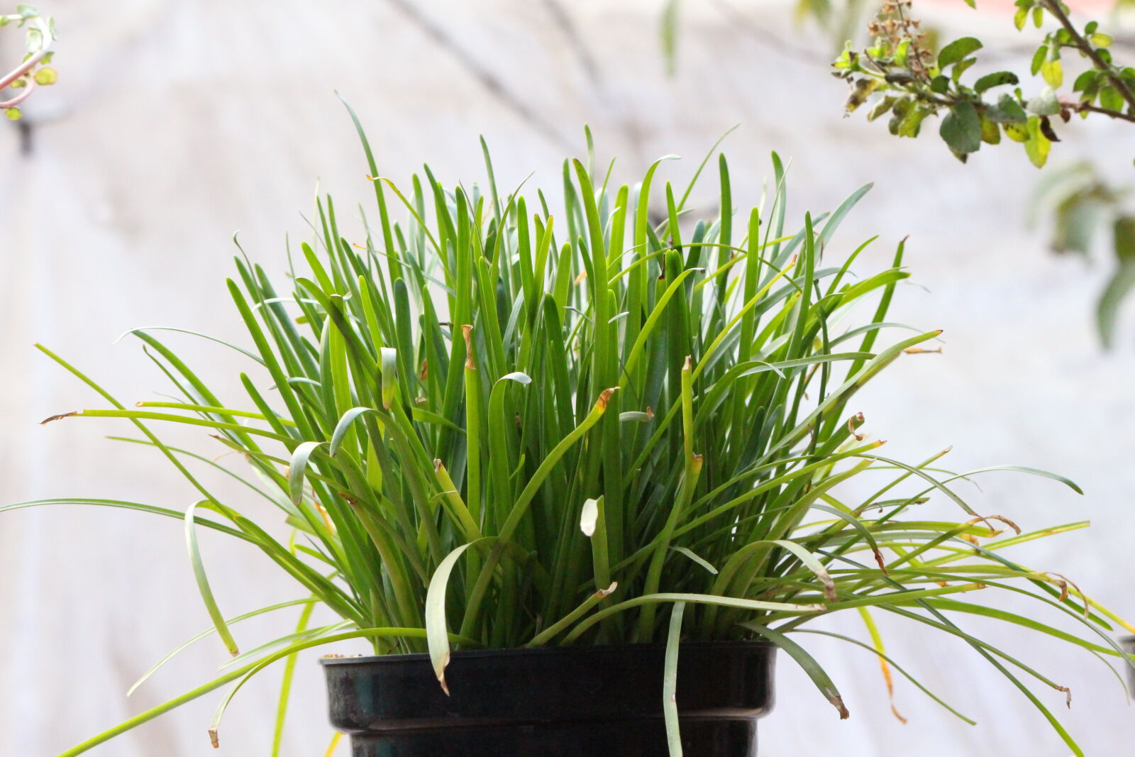 Canon EOS 700D (EOS Rebel T5i / EOS Kiss X7i) sample photo. Grass photography