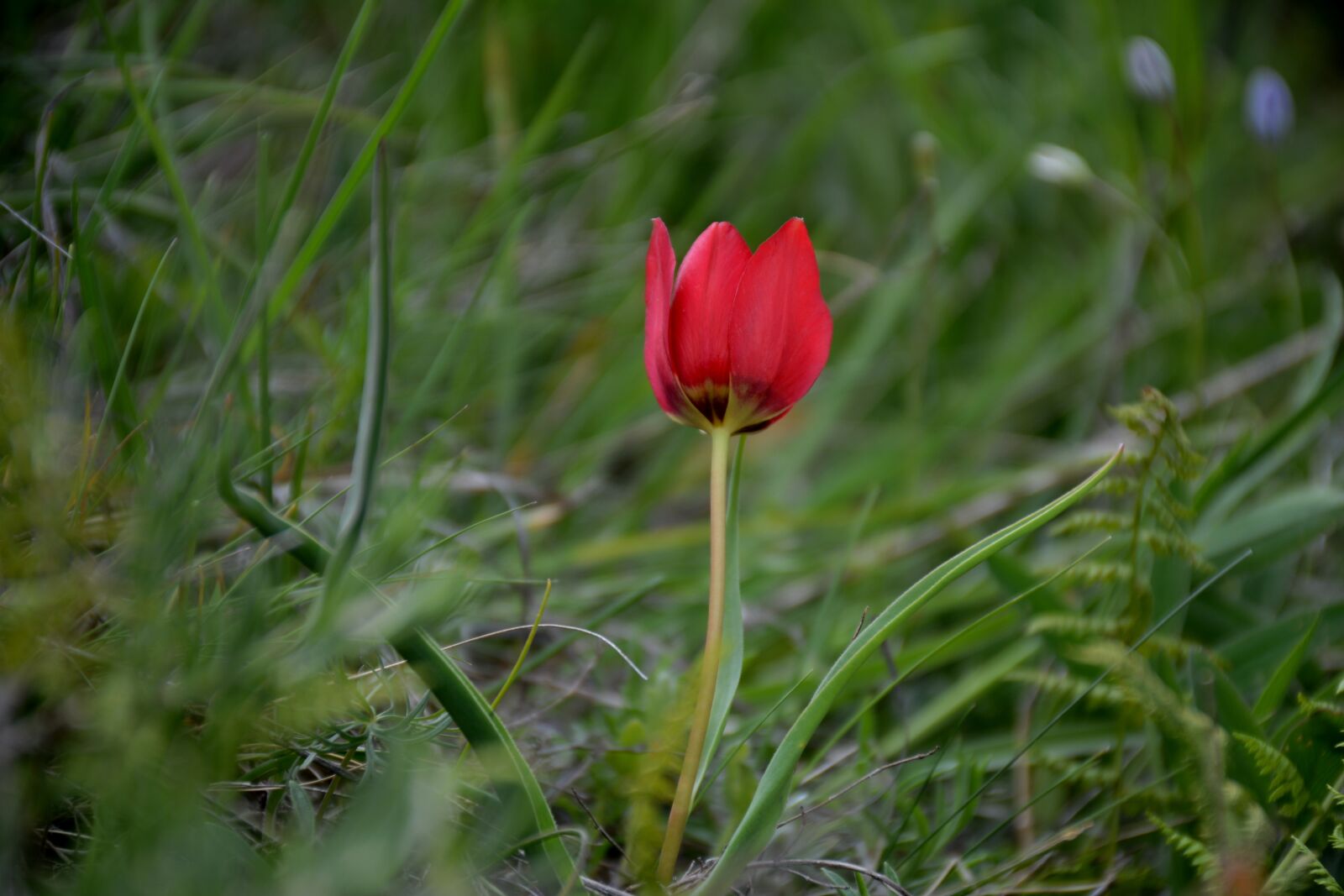 Nikon D7100 sample photo. Turkey, g m hane photography