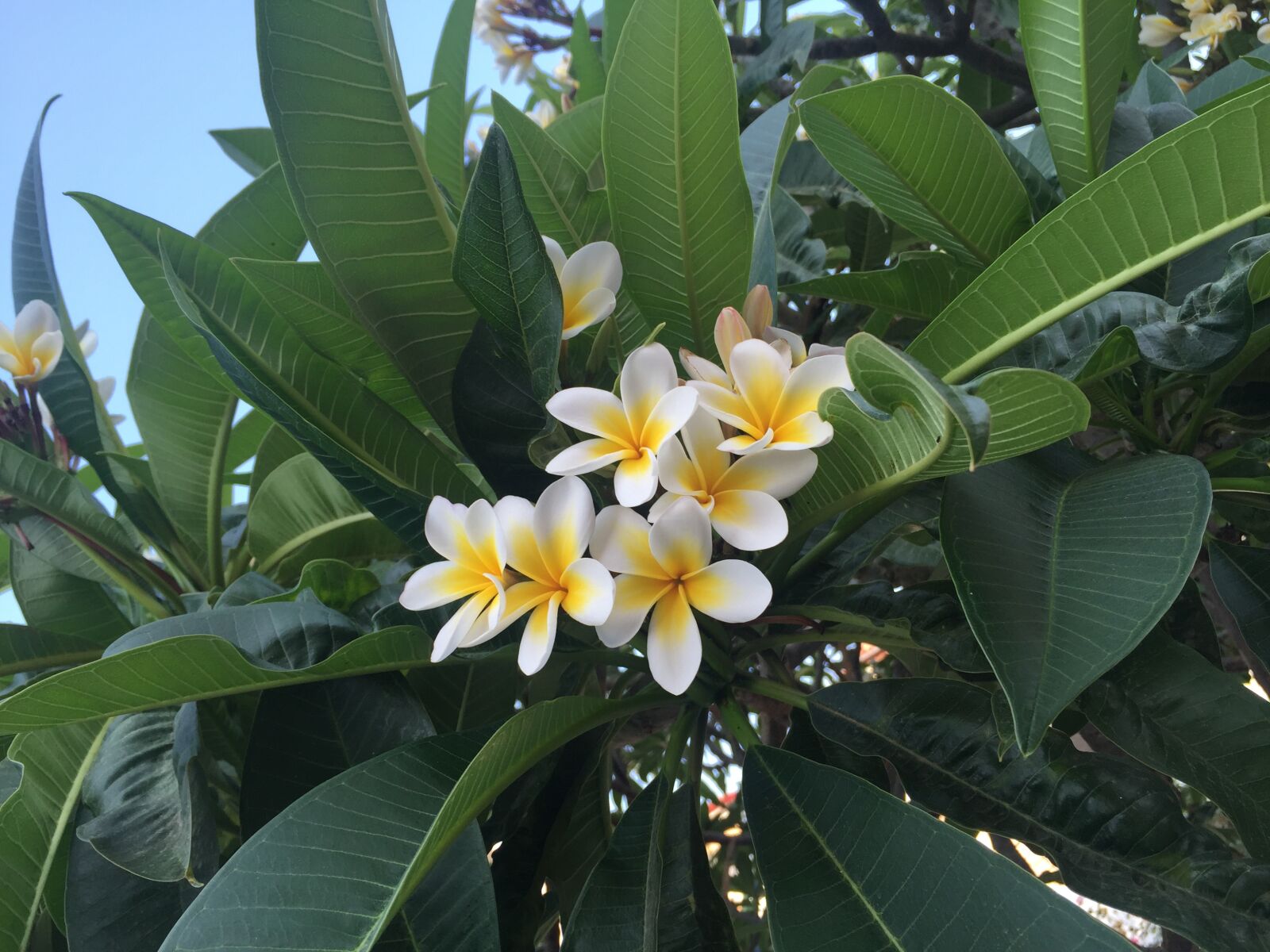 Apple iPhone 6 sample photo. Tropical, flora, nature photography