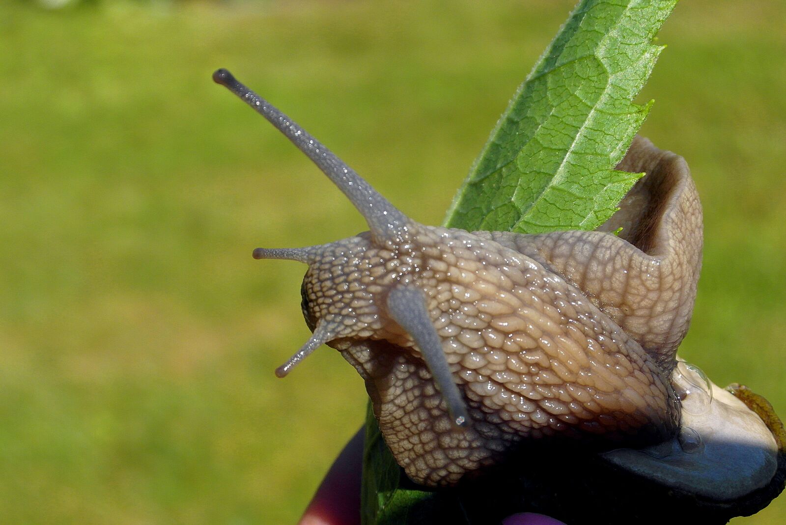 Samsung WB750 sample photo. Snail, winniczek, molluscum photography