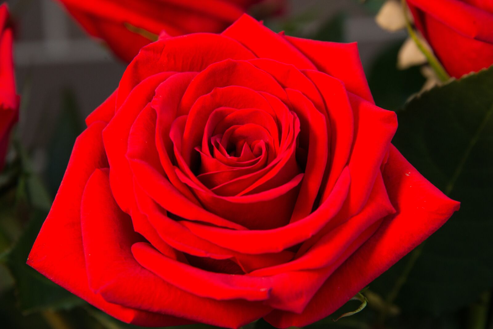 Nikon D800 sample photo. Close-up, closeup, flower photography