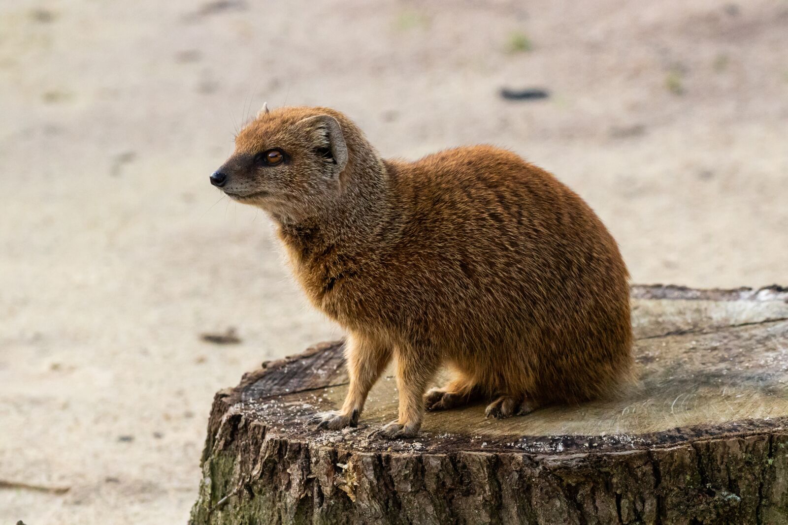 Canon EOS 7D Mark II sample photo. Mongoose, watching, meerkat photography