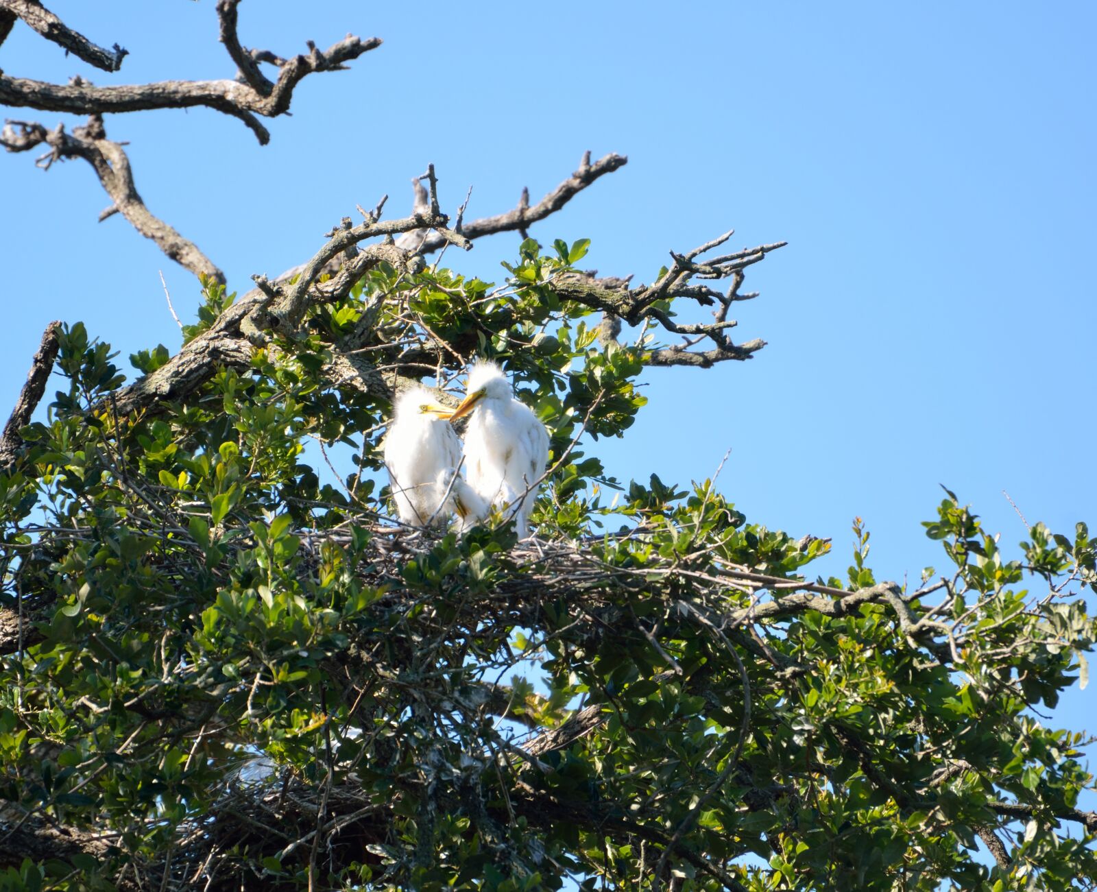 Nikon D7000 sample photo. Baby herons, wildlife, bird photography