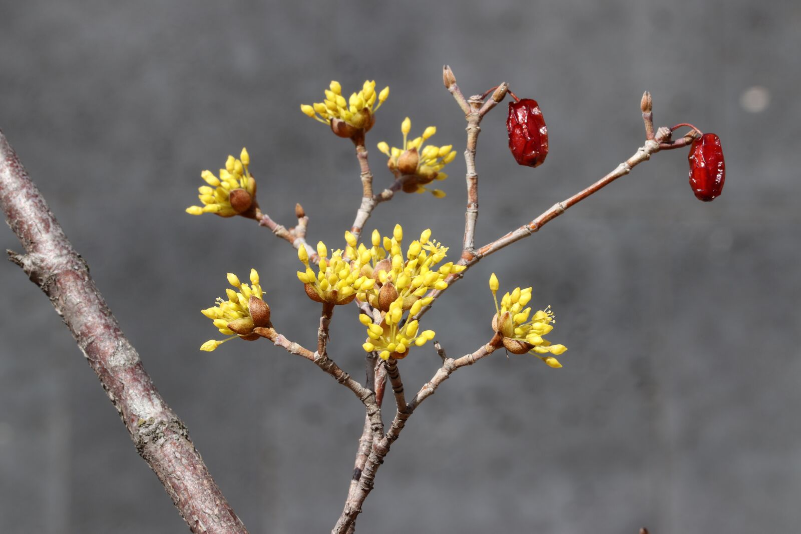 Canon EOS 800D (EOS Rebel T7i / EOS Kiss X9i) sample photo. Spring, spring flowers, nature photography