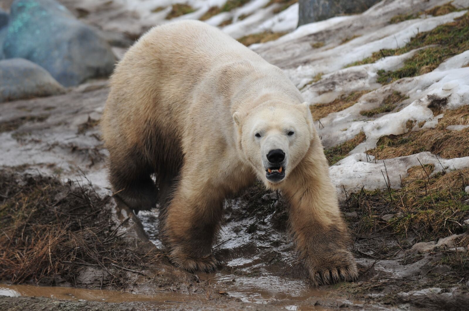 Nikon D3 sample photo. Polar bear, animal, wildlife photography