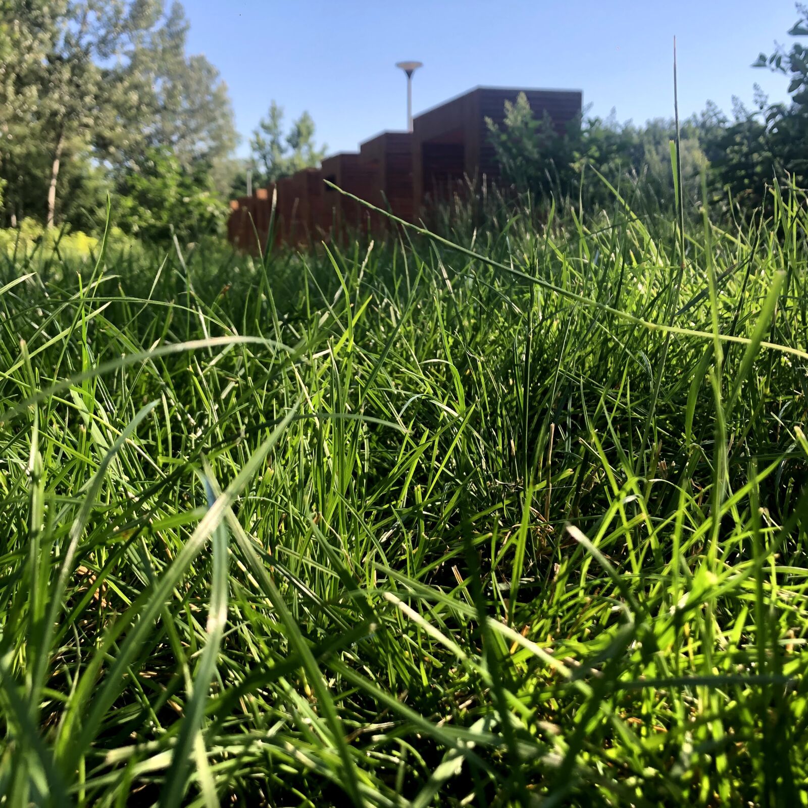 iPhone 8 back camera 3.99mm f/1.8 sample photo. Grass, park, green photography