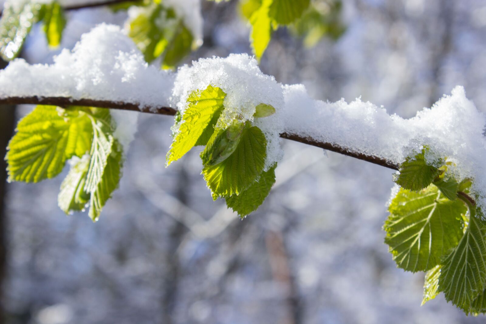 Canon EOS 600D (Rebel EOS T3i / EOS Kiss X5) sample photo. Leaves, snow, winter blast photography