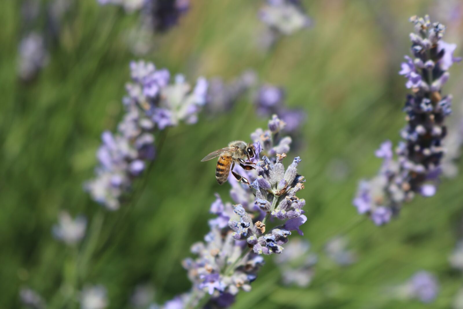 Canon EOS 750D (EOS Rebel T6i / EOS Kiss X8i) sample photo. Bee, turkey, macro photography