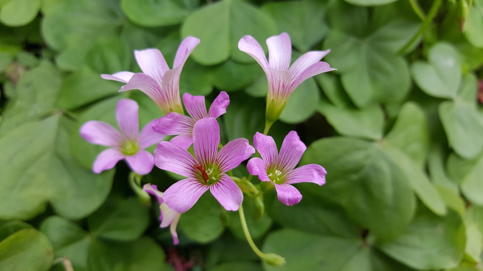 Samsung Galaxy Note5 sample photo. Zuo jiang grass, but photography