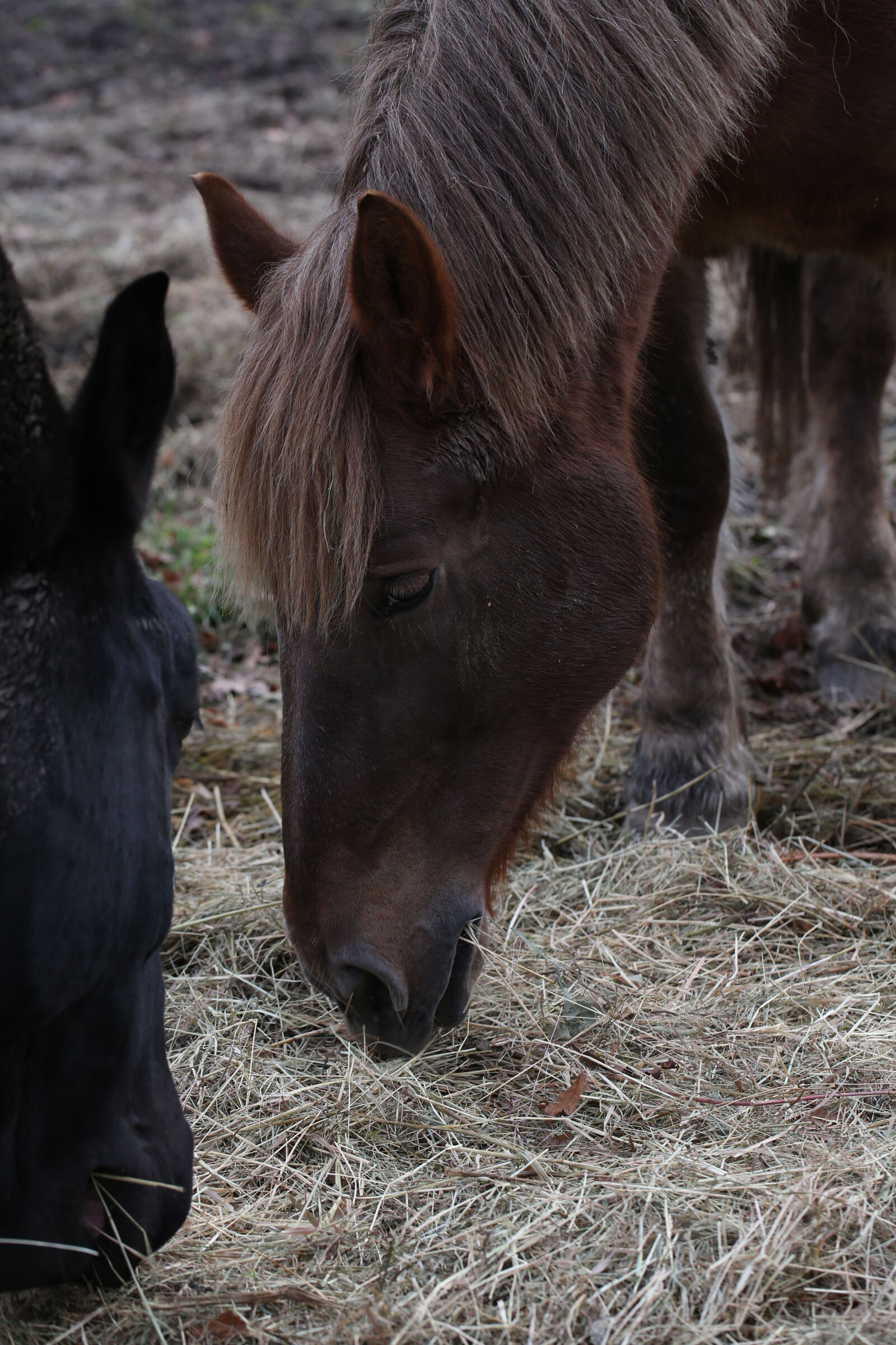 Canon EF 100mm F2.8L Macro IS USM sample photo. Brown, horse, horse photography