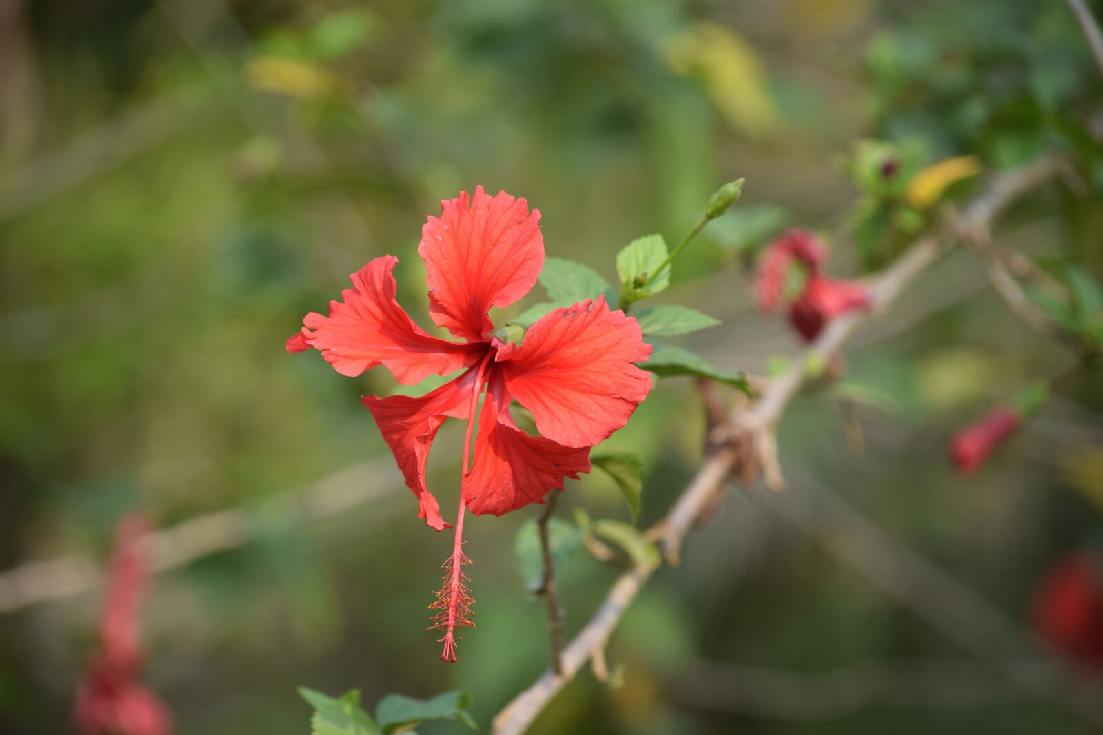 Nikon D3300 sample photo. Sundarban, forrest, nature photography
