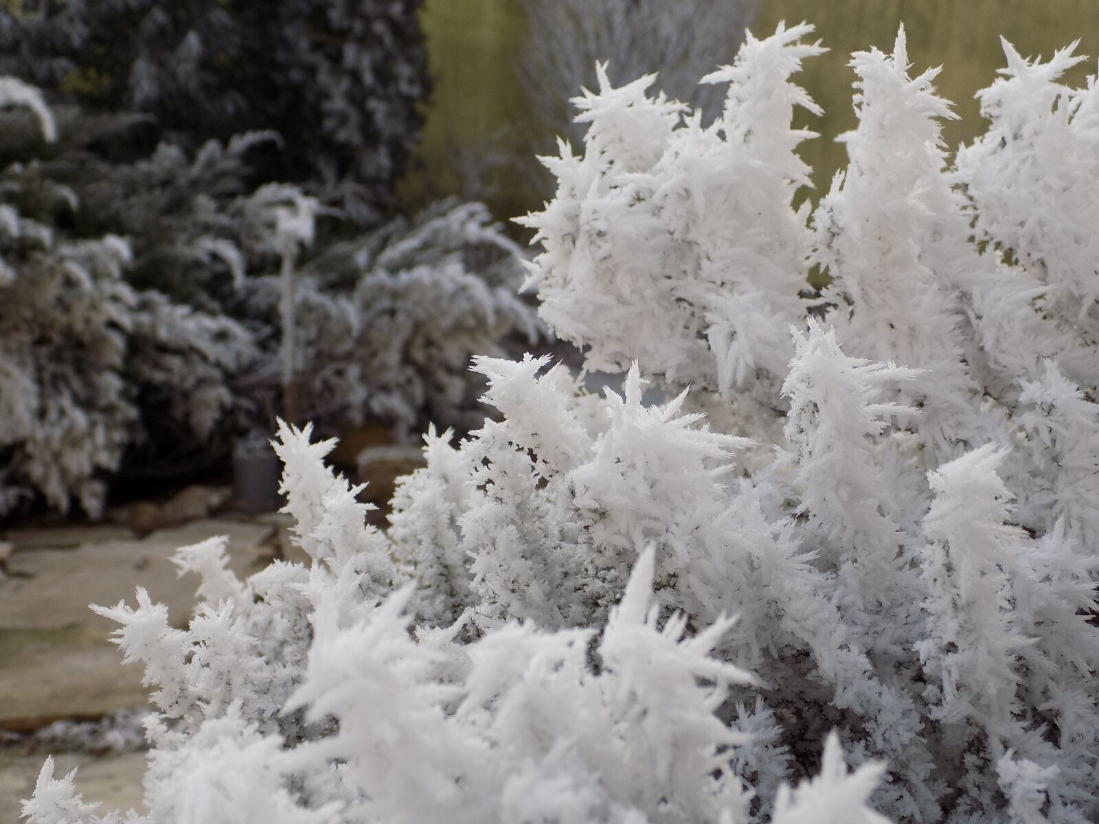 Nikon COOLPIX L340 sample photo. Winter, rime, frost photography