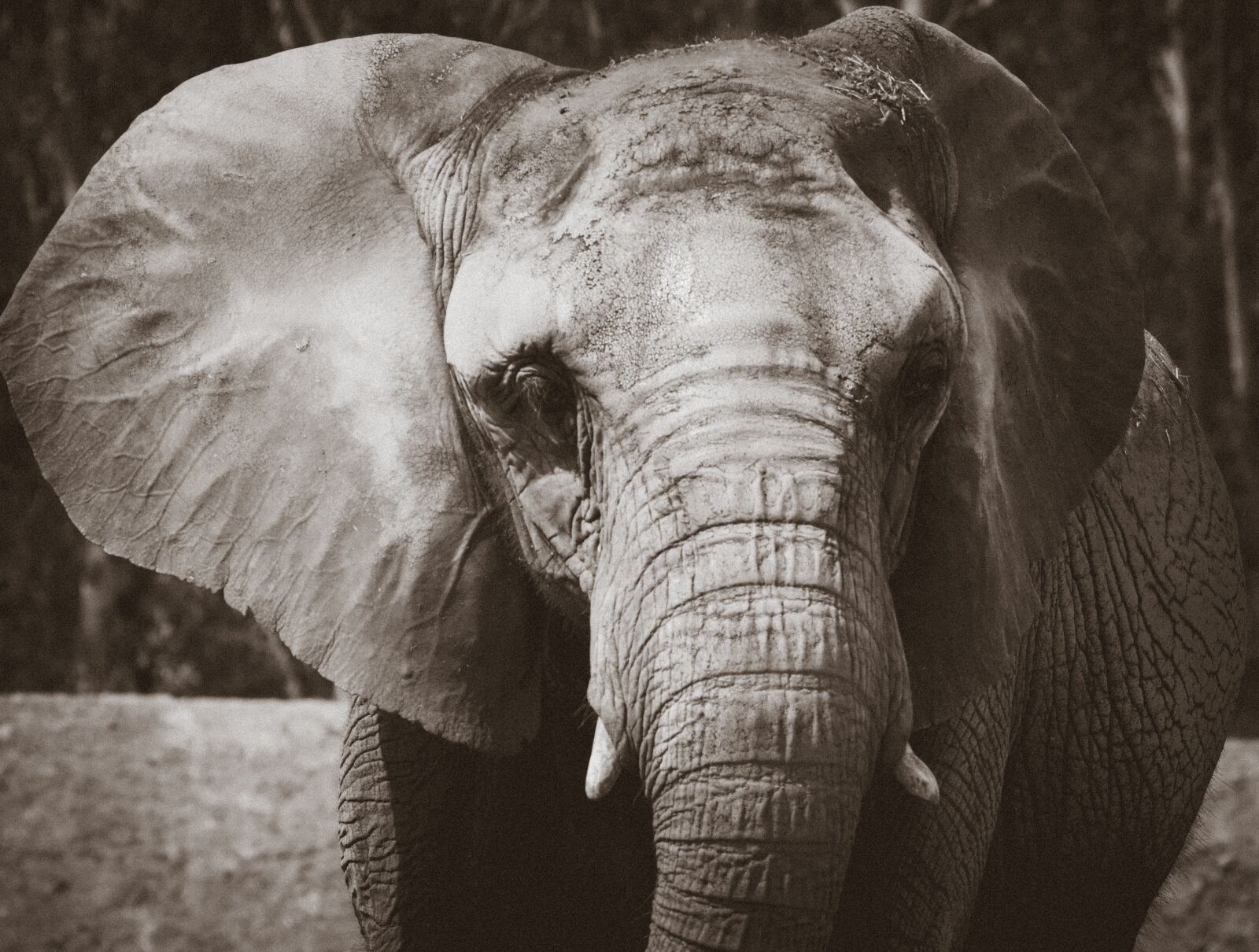 Nikon D7200 sample photo. Elephant, africa, animal photography