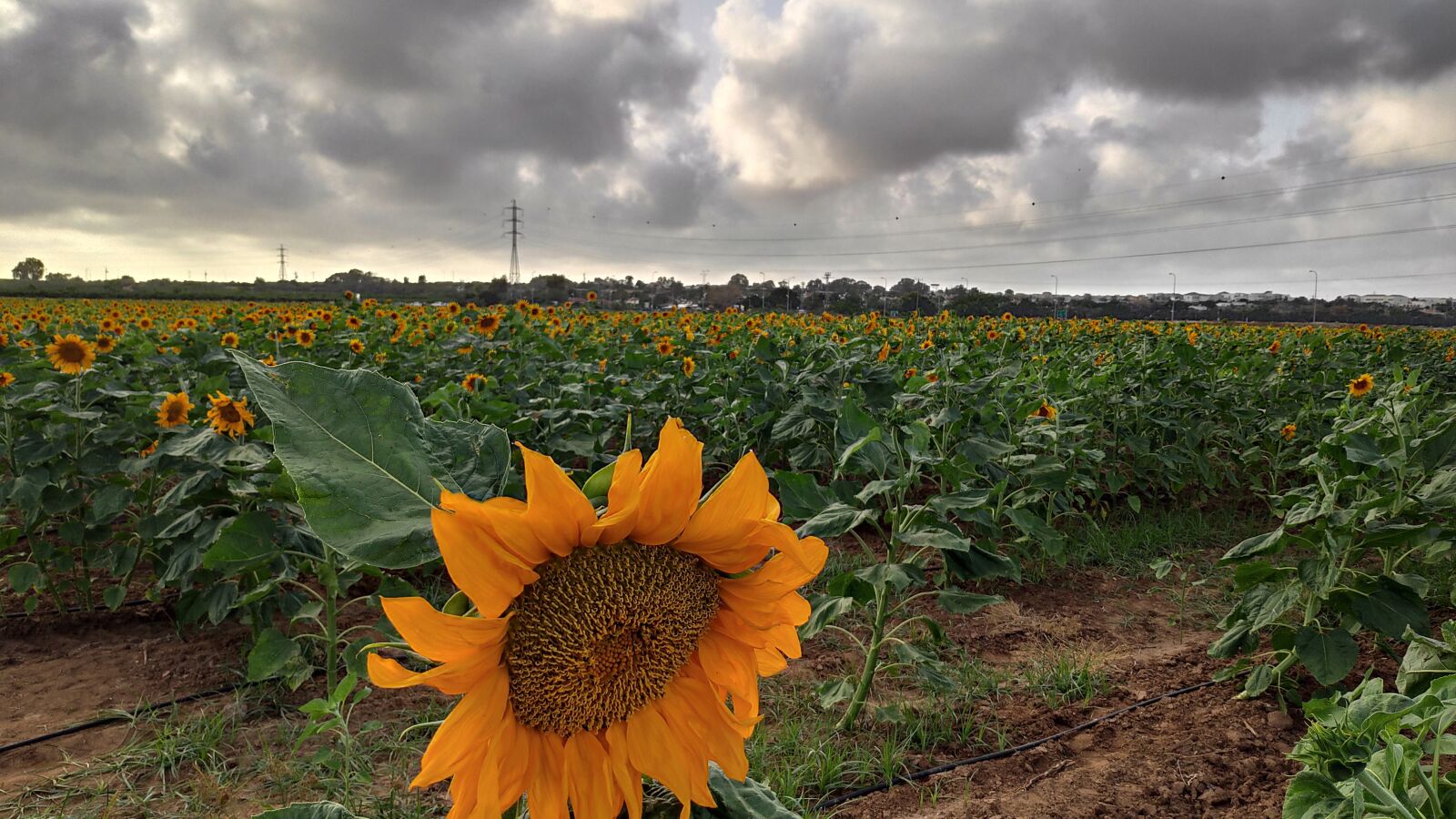 Xiaomi POCO F1 sample photo. Sunflower, field, big photography