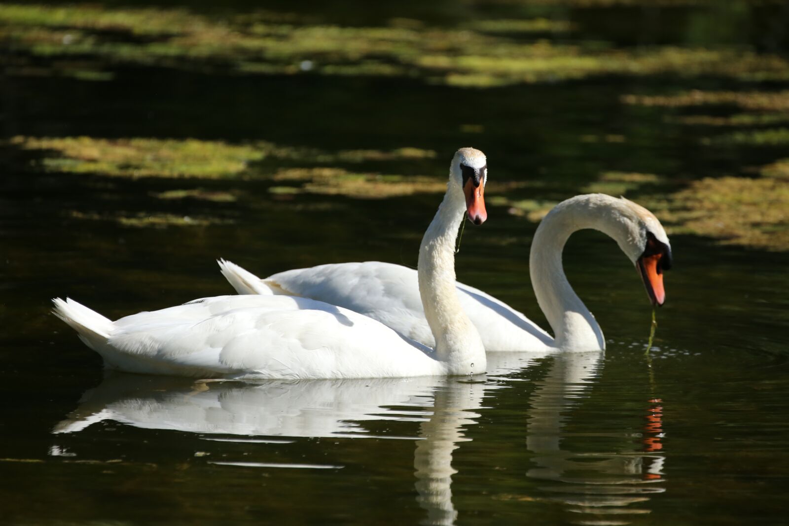 Canon EOS 6D + Canon EF 100-400mm F4.5-5.6L IS II USM sample photo. Swan, couple, love photography