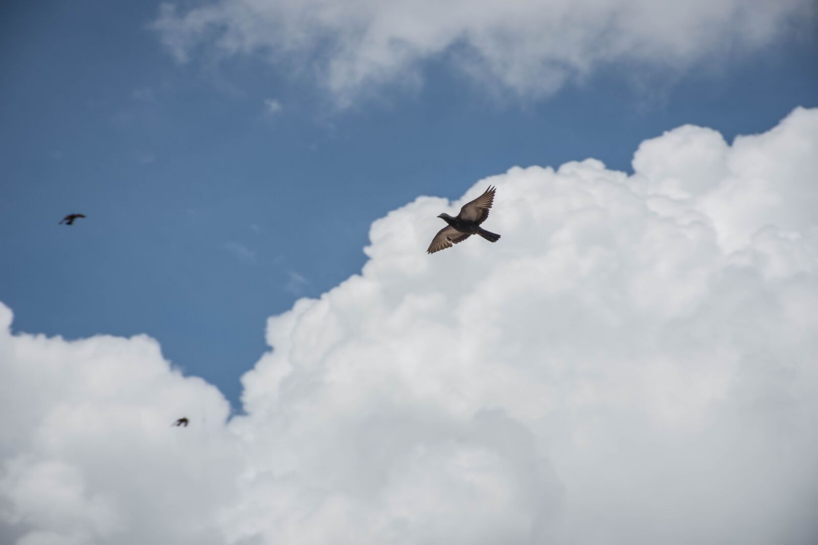 Nikon D7200 sample photo. A flock of birds photography