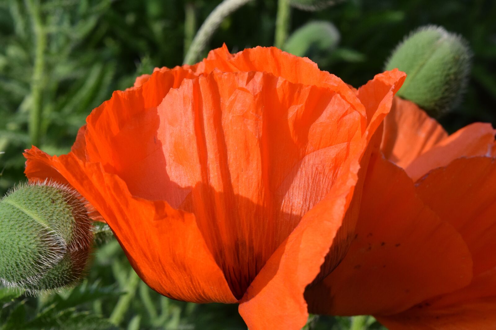 Nikon D3300 sample photo. Poppy, poppy flower, flower photography