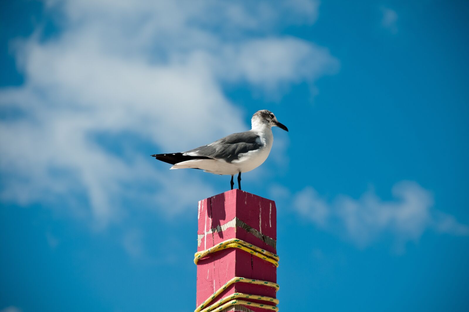Nikon D300S sample photo. Sea gull, travel, summer photography