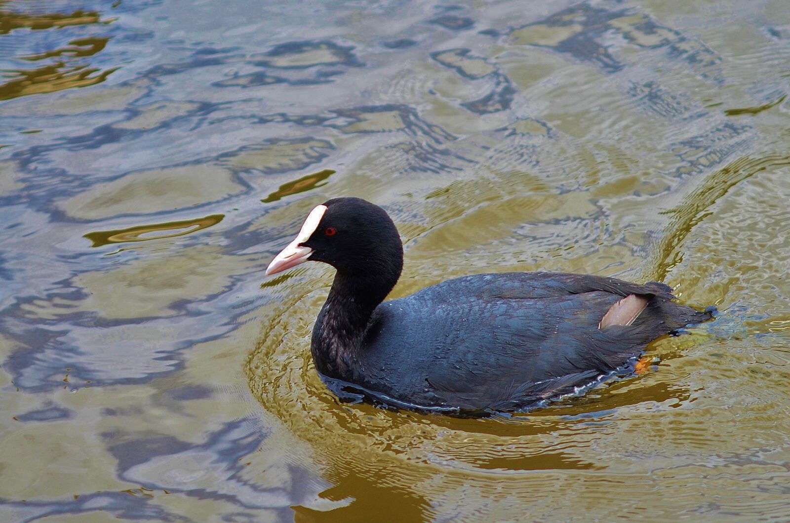 Nikon D7000 sample photo. Animal, bird, wildlife photography