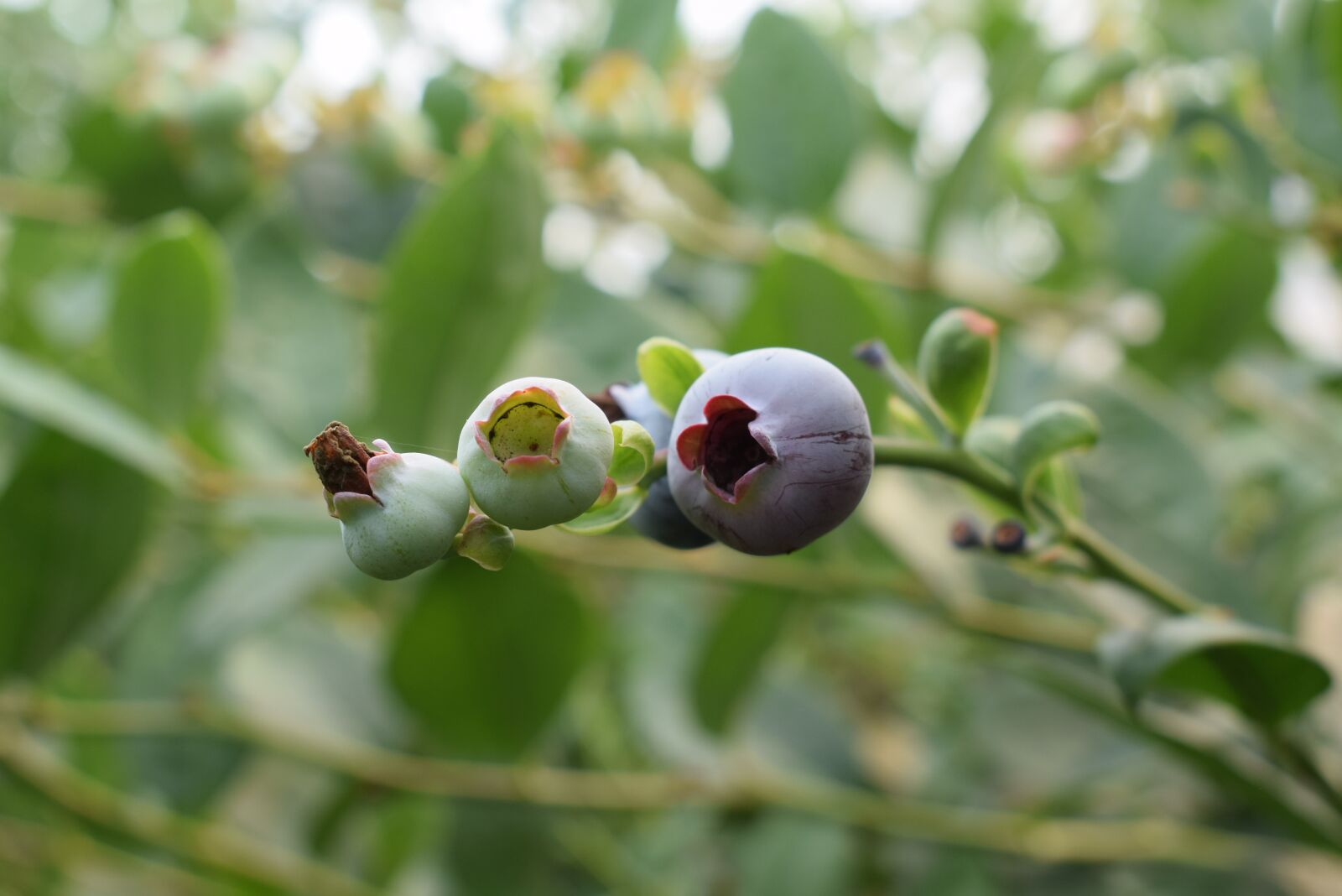 Nikon D5300 sample photo. Blueberries, plants, plant photography