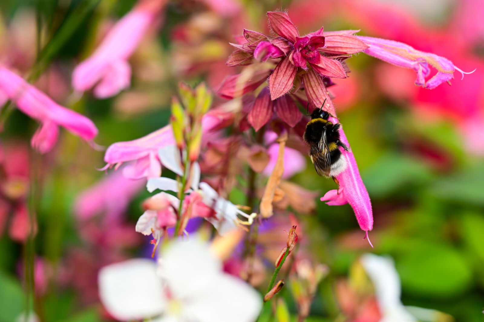 Nikon Z7 sample photo. Bumblebee resting at work photography