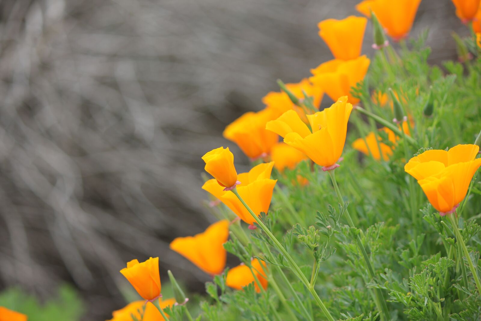 Canon EOS 550D (EOS Rebel T2i / EOS Kiss X4) sample photo. California, yellow, coast photography
