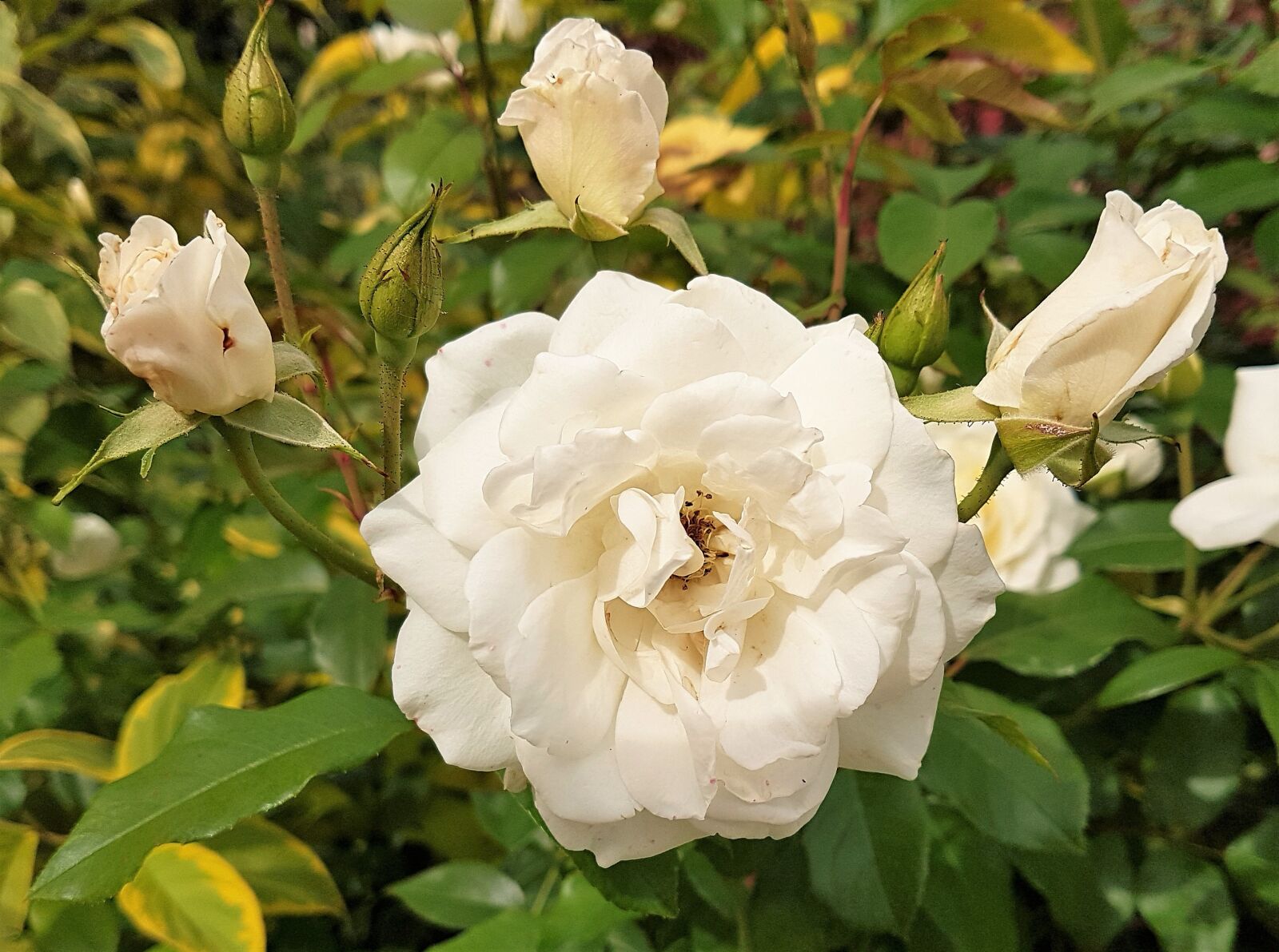 Samsung Galaxy S7 Edge sample photo. White, rose, flower photography