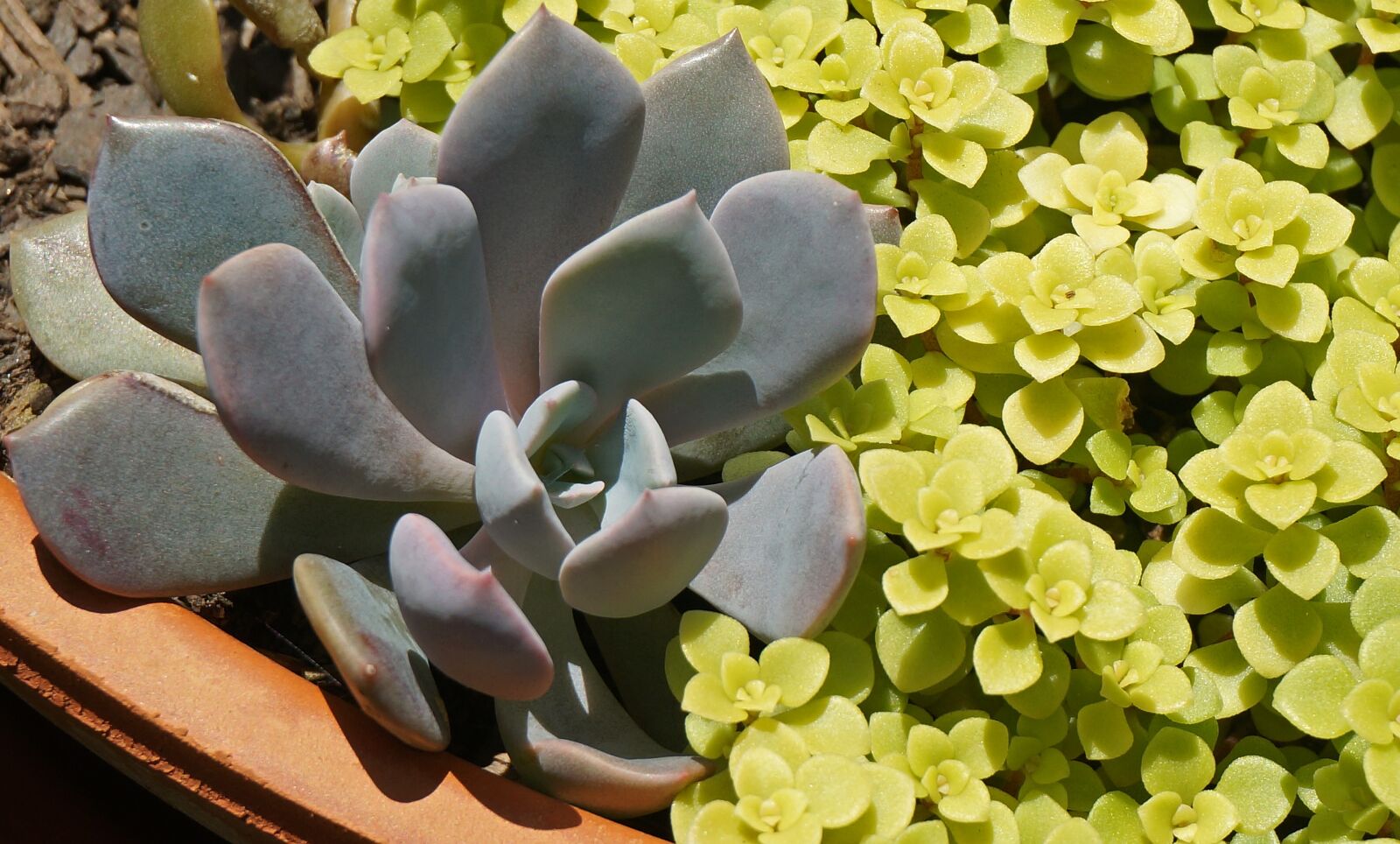 Sony Alpha NEX-5T sample photo. Succulent grouping, succulent, plant photography