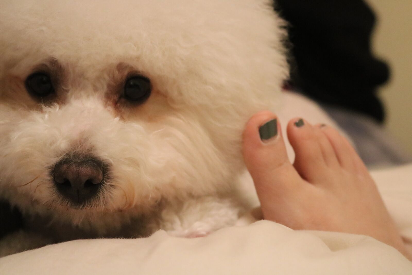 Canon EOS 750D (EOS Rebel T6i / EOS Kiss X8i) sample photo. Dog, white, puppy photography