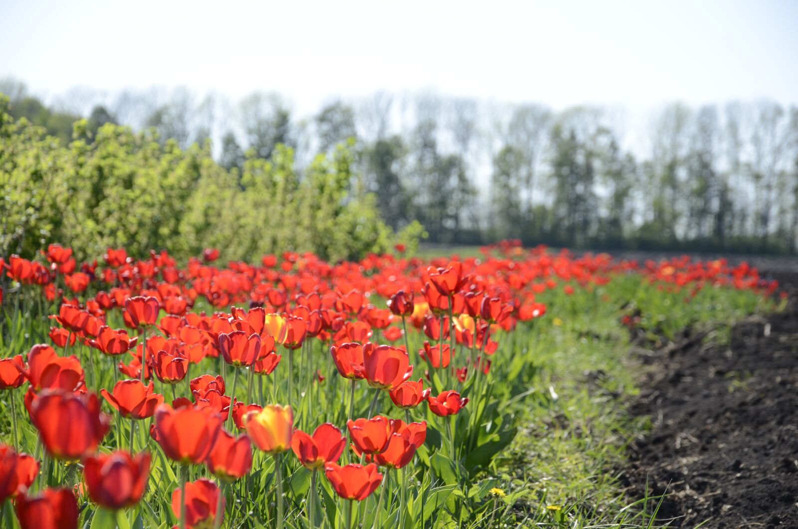 Nikon D7000 sample photo. Tulips, field, flowers photography