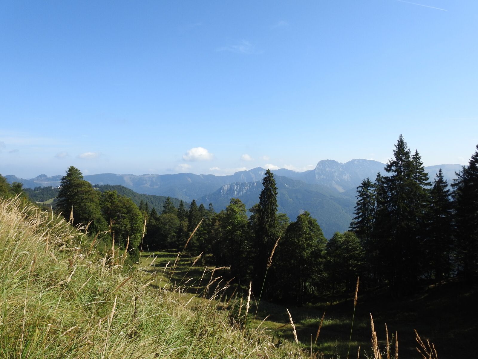 Nikon Coolpix P900 sample photo. Meadow, forest, landscape photography