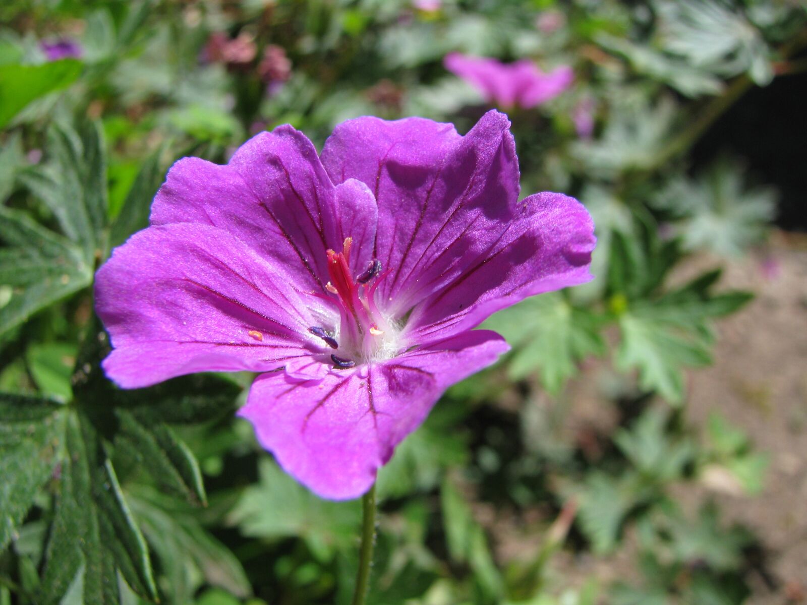 Canon POWERSHOT S5 IS sample photo. Flower, macro, purple photography