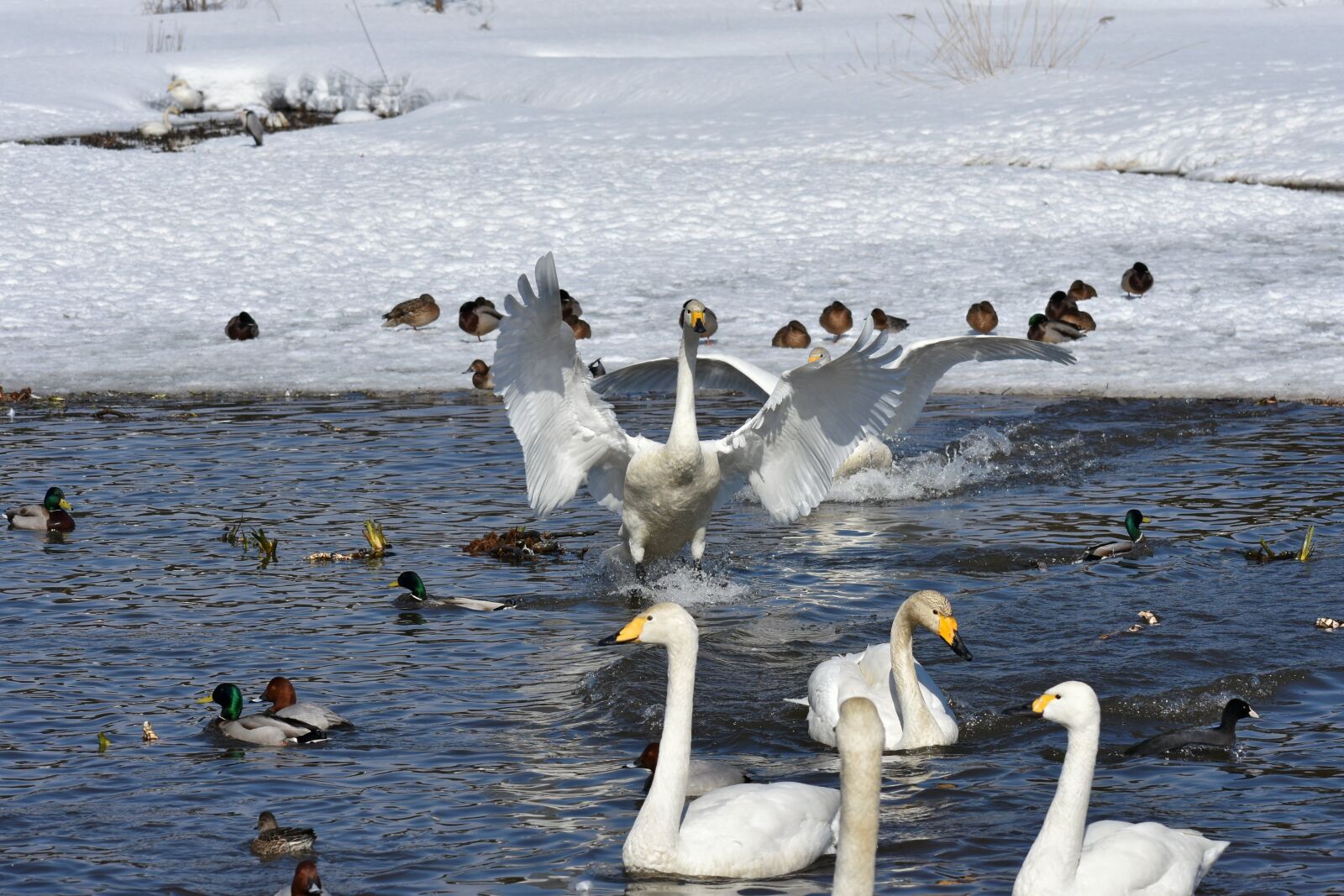 Nikon D7200 sample photo. Animal, lake, waterside photography
