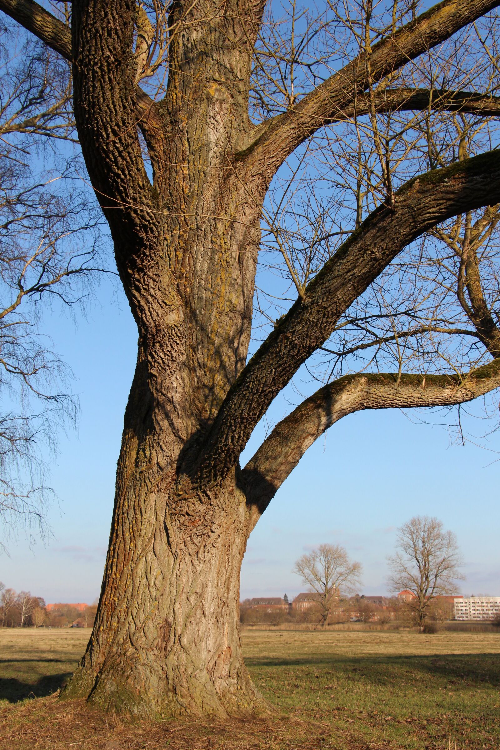 Canon EOS 700D (EOS Rebel T5i / EOS Kiss X7i) sample photo. Log, nature, tree photography