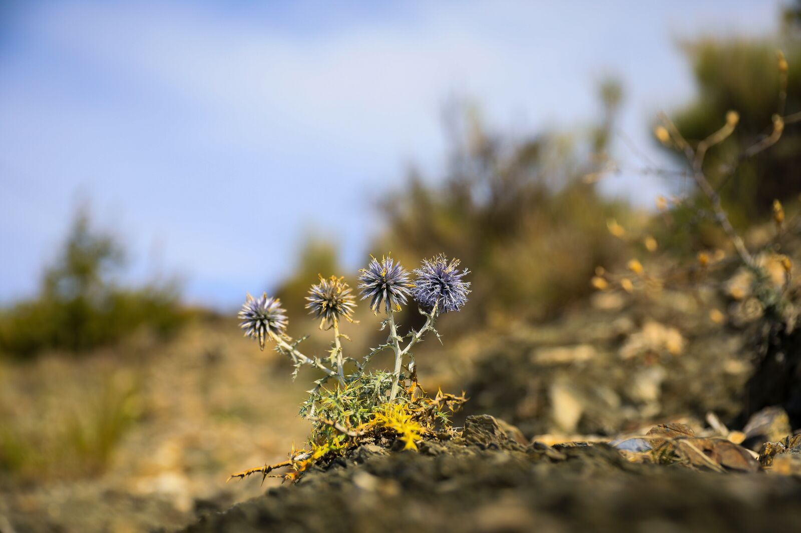Canon EOS 5D Mark IV sample photo. Szam rk r photography