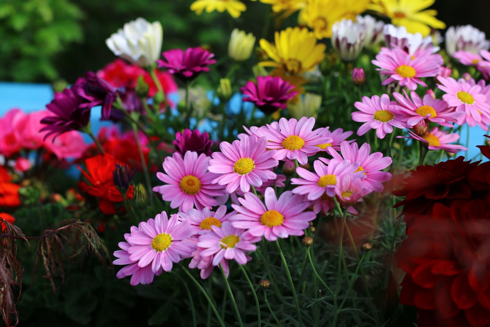 Canon EOS 70D + Canon EF 50mm F1.8 STM sample photo. Daisies, flowers, garden photography