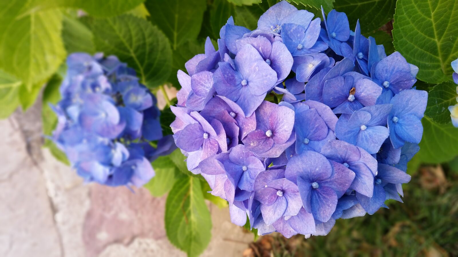 Samsung Galaxy S5 sample photo. Nature, plant, flower photography