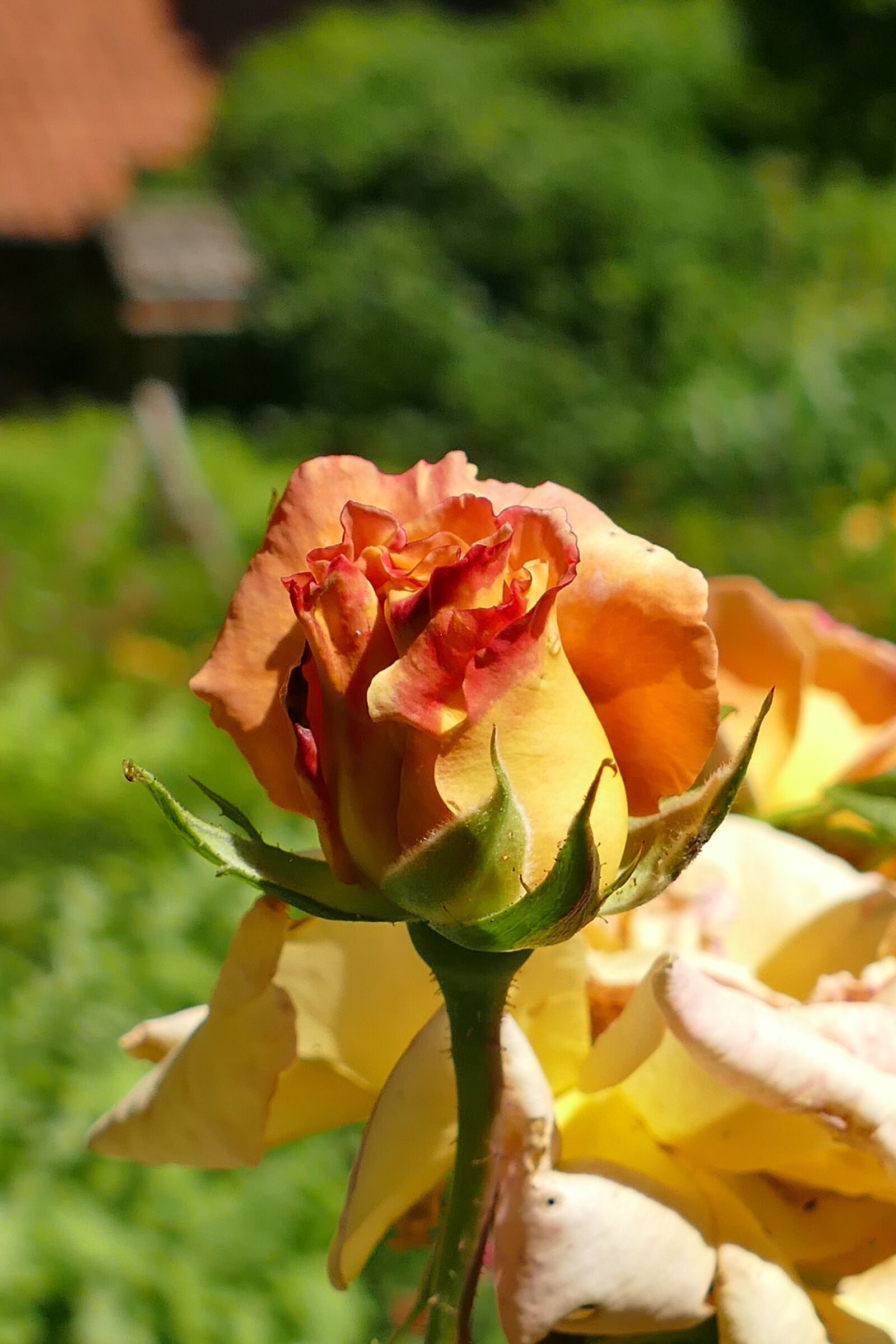 Panasonic Lumix DMC-FZ1000 sample photo. Rose, macro, blossom photography