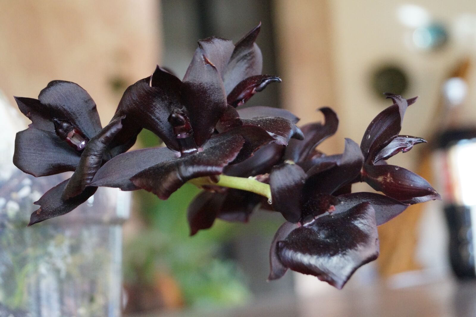 Sony DT 18-55mm F3.5-5.6 SAM II sample photo. Orchid, black, flower photography