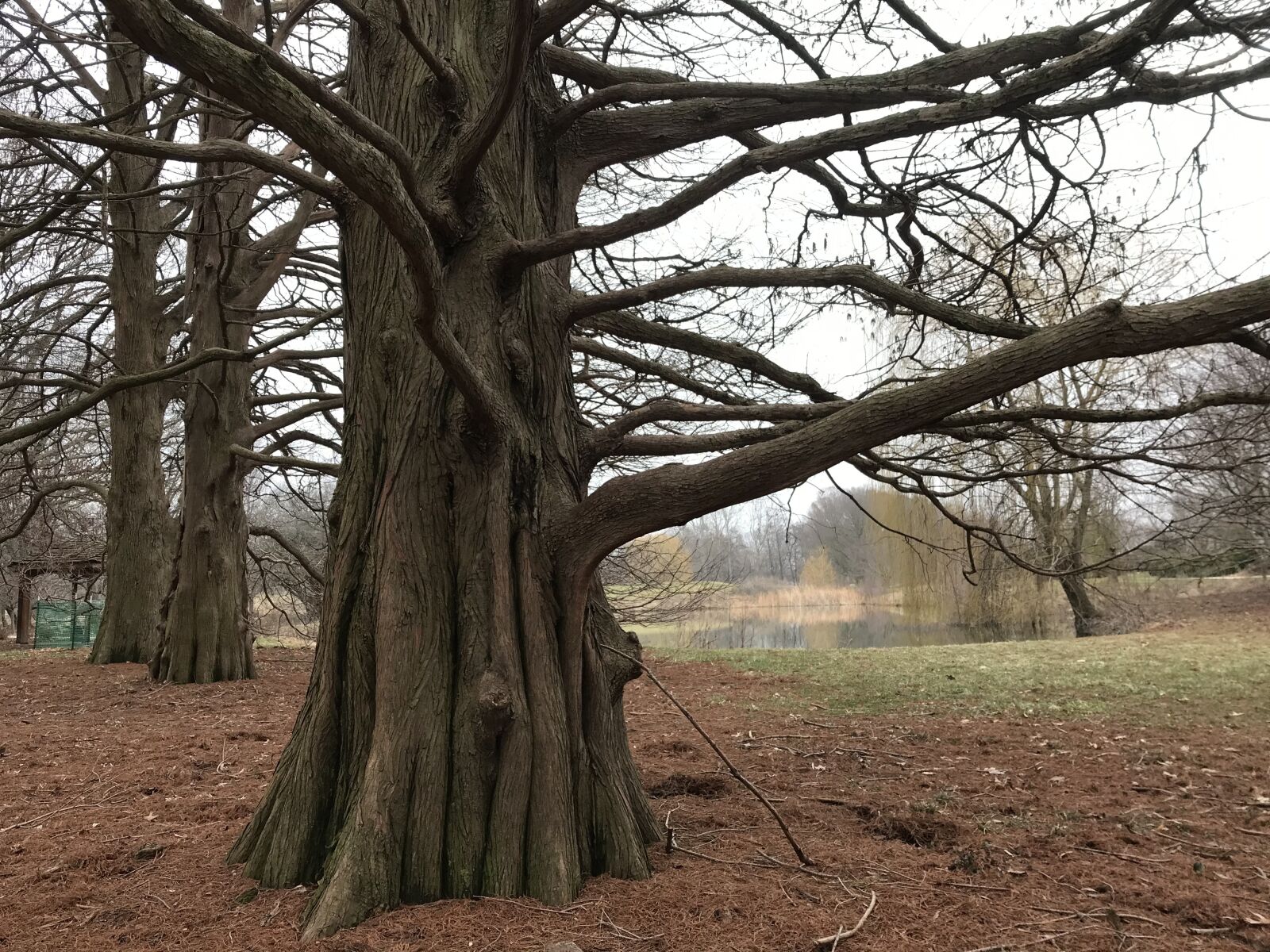 iPhone 7 back camera 3.99mm f/1.8 sample photo. Tree, forest, winter photography