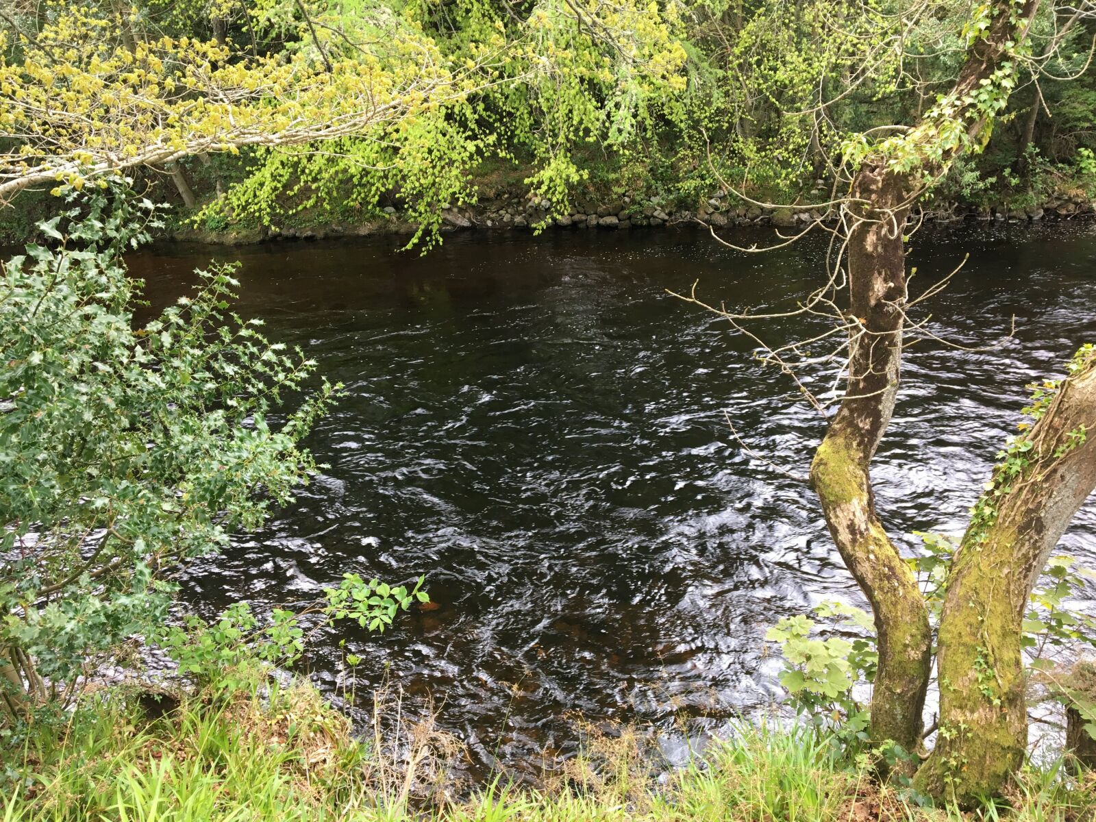 Apple iPhone 6s sample photo. River, trees, nature photography