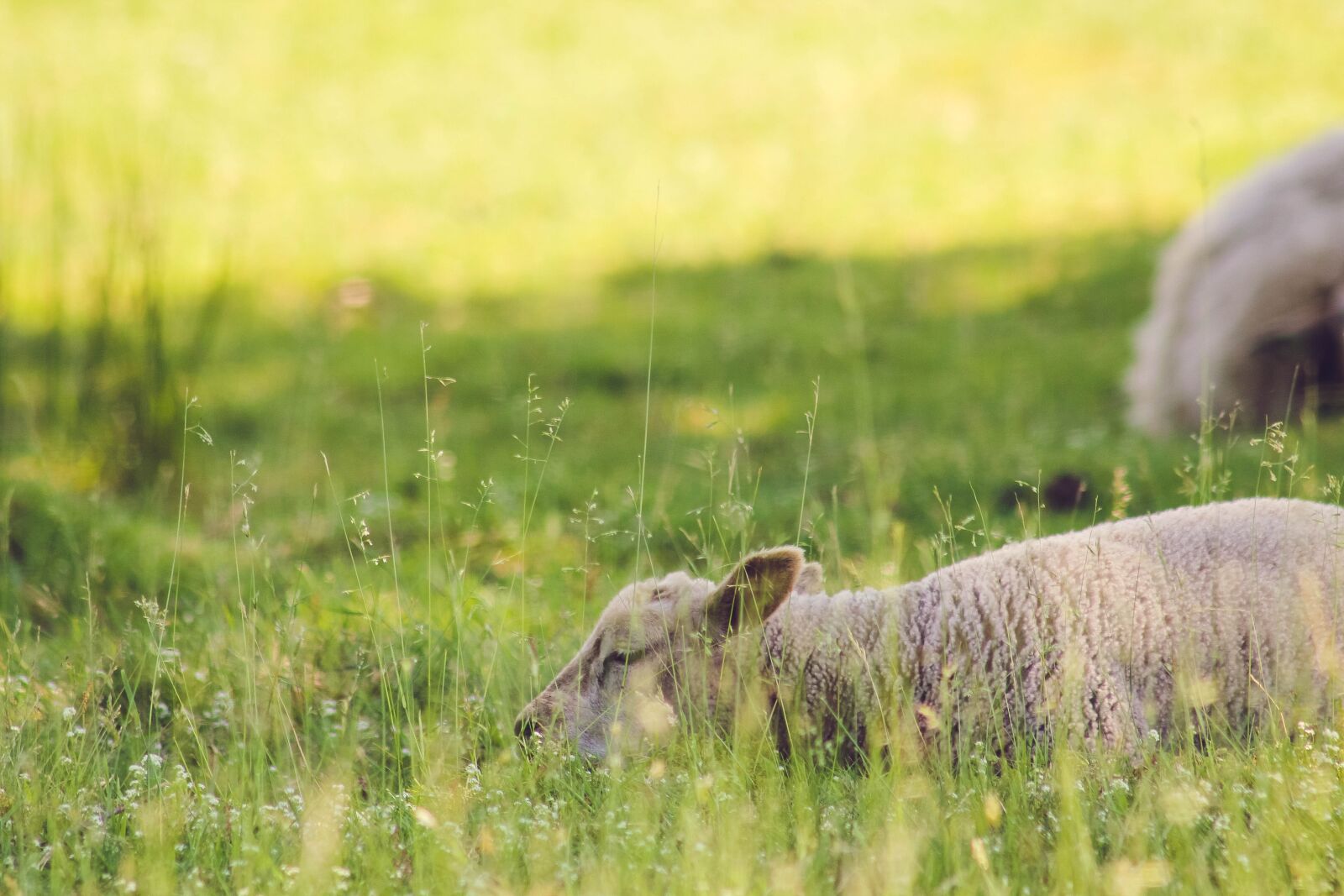 Canon EOS 60D + Canon EF 75-300mm F4.0-5.6 IS USM sample photo. Sheep, nature, sleep photography