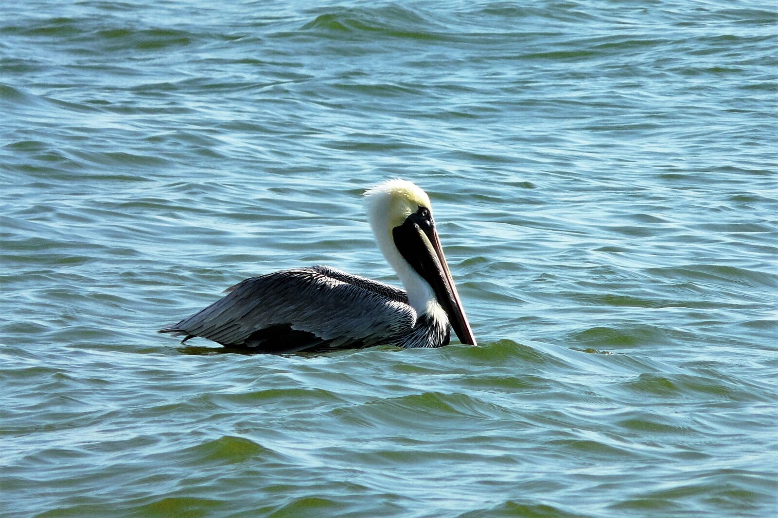 Panasonic DMC-FZ18 sample photo. Animals, pelikan, water bird photography