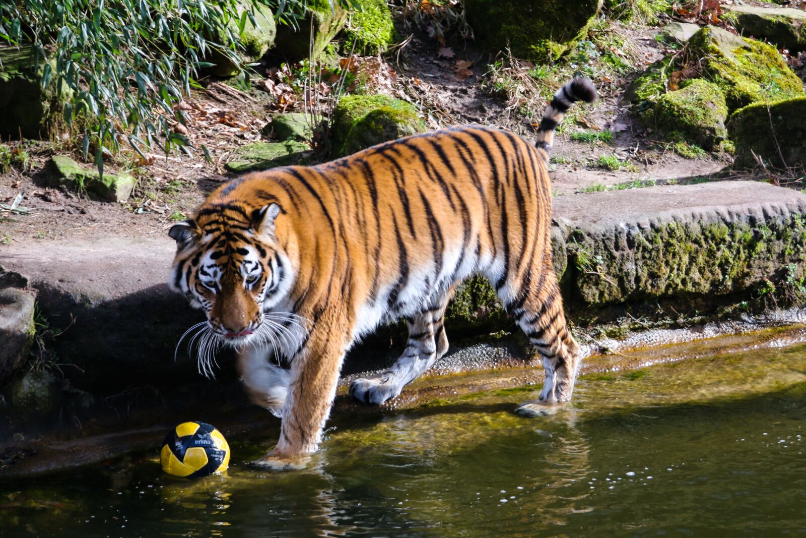 Canon EOS 70D sample photo. Animal world, tiger, predator photography