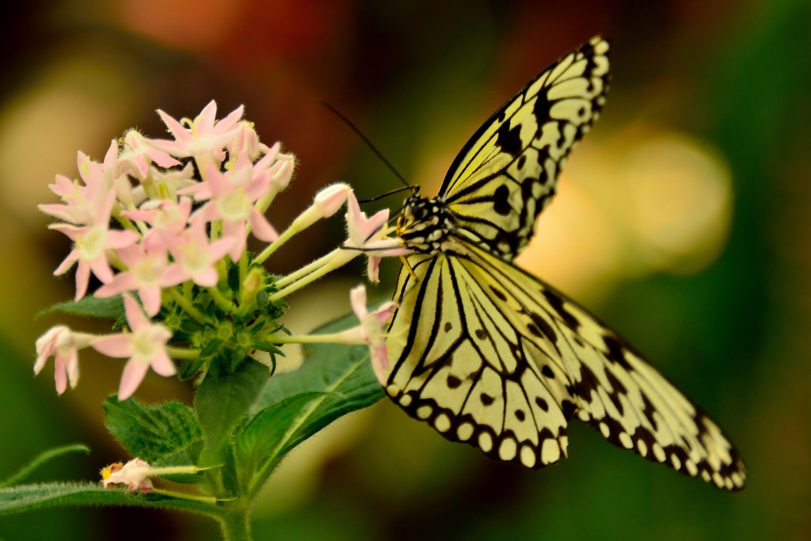 Nikon D800 sample photo. Butterfly, mainau, lake constance photography