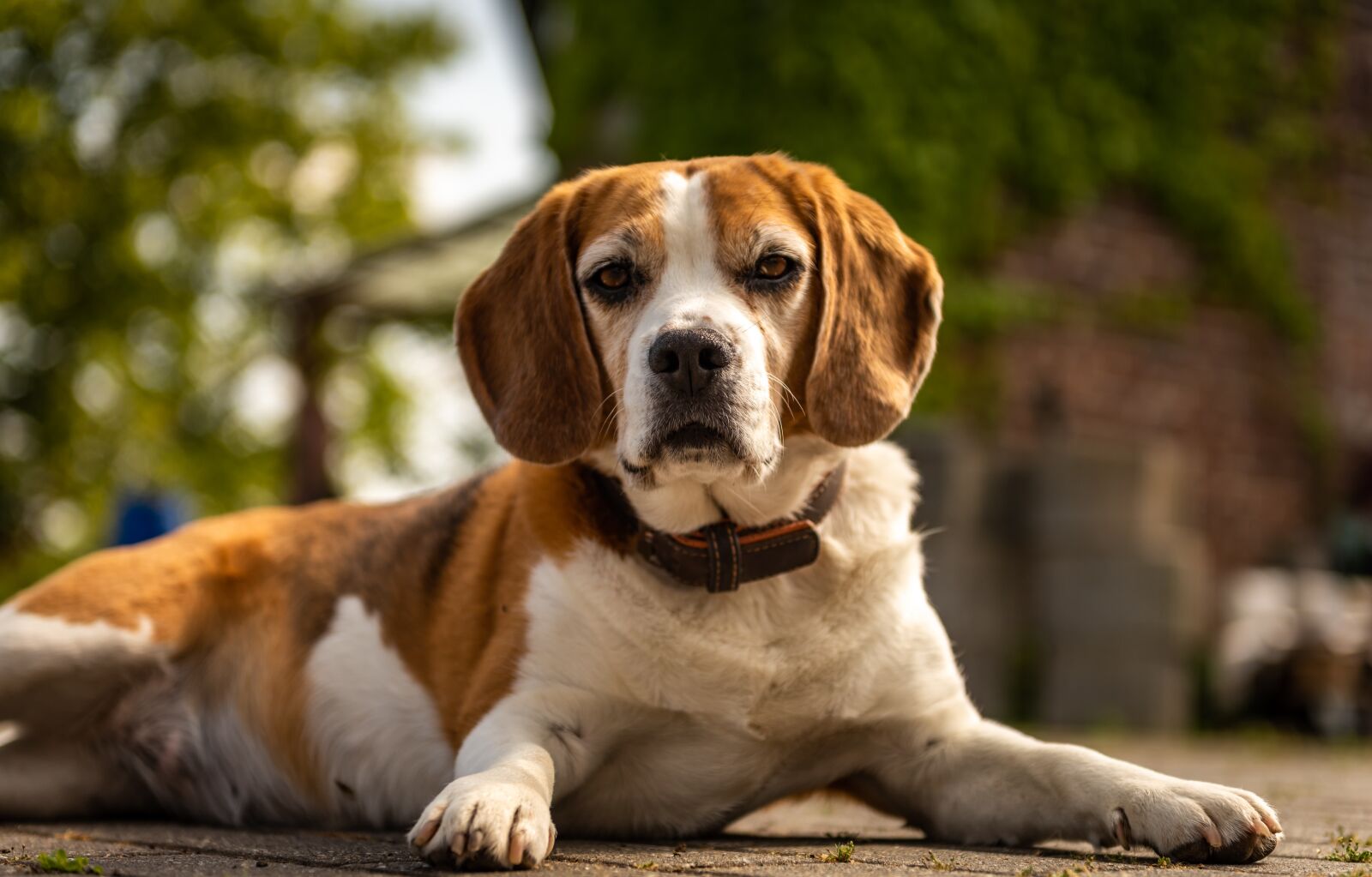 Nikon D750 sample photo. Animal, dog, beagle photography